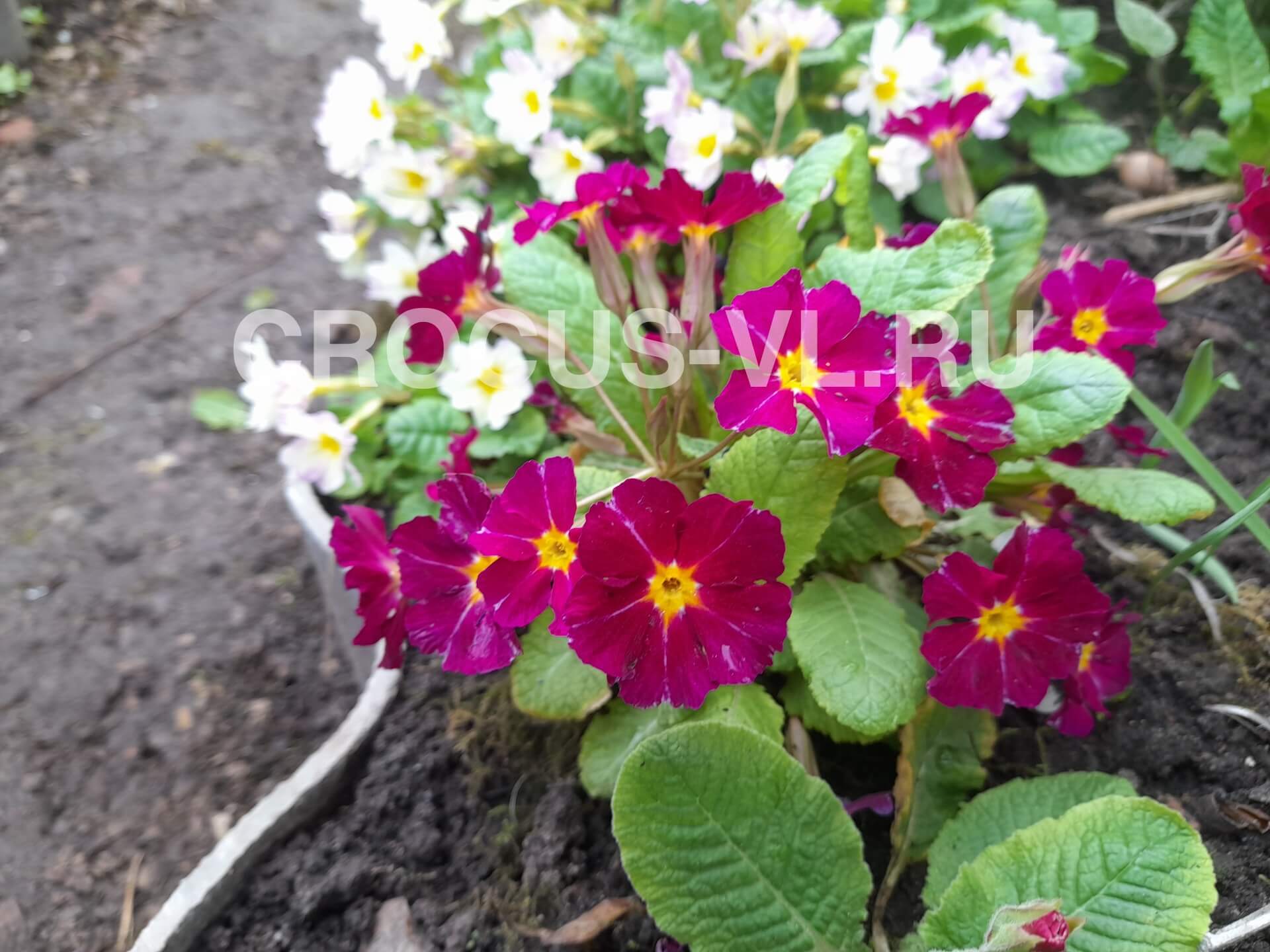 Примула высокая «Загадка»